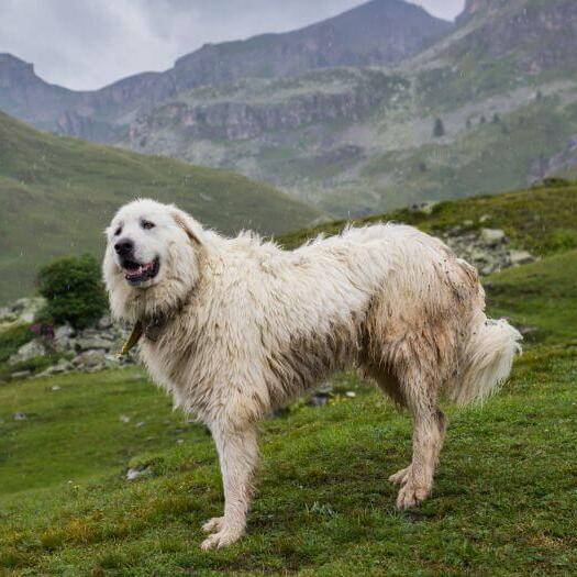 Great pyrenees outlet big dog breed